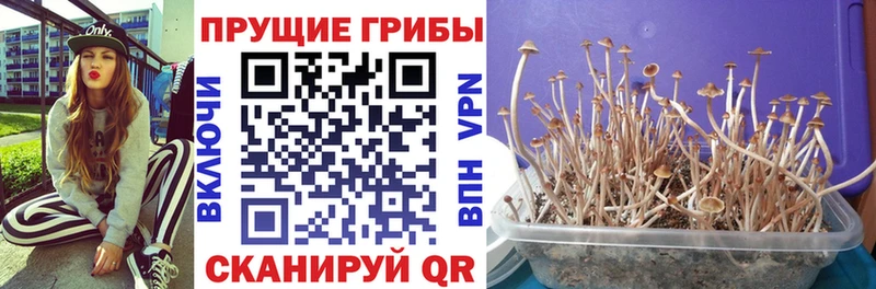 Купить  Далматово  Псилоцибиновые грибы Psilocybine cubensis 